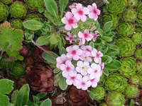 ringblümchen.webp