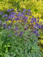 IMG_20240518_174028_1.webp