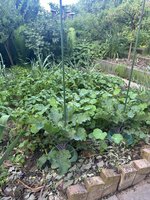 IMG_2923.jpeg