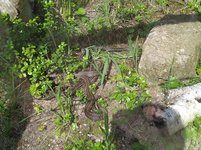 IMG_20240518_121816_1.jpg