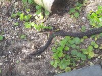 IMG_20240518_122206_1.jpg