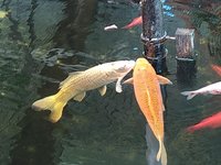 IMG_20240519_132658_1.jpg