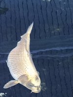 IMG_20240519_132948.jpg