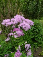 IMG_20240519_161441.jpg