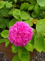 IMG_20240519_153303.webp