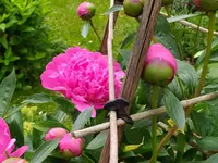 IMG_20240519_153214.webp