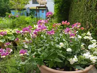 IMG_20240519_153100.webp