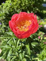 IMG_5334.jpeg