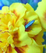 043.webp