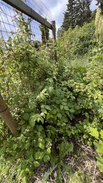 IMG_0040.jpeg