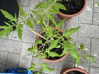IMG_1994.jpg