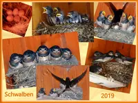 Collage-Schwalben-0001.webp