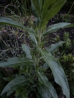 IMG_3720.jpeg