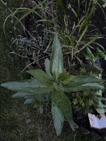 IMG_3719.jpeg