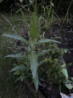 IMG_3718.jpeg