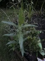 IMG_3718.jpeg