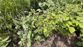 IMG_0036.jpeg
