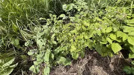 IMG_0036.jpeg