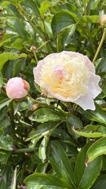 IMG_0043.jpeg