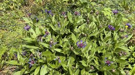 IMG_0047.jpeg