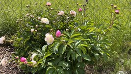 IMG_0050.jpeg