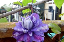 Clematis blau 1.jpg