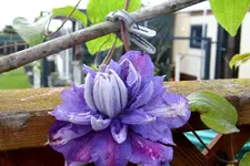 Clematis blau 1.webp