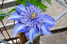 Clematis bleu.jpg