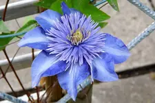 Clematis bleu.webp