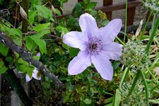 Clematis rosa 1.jpg