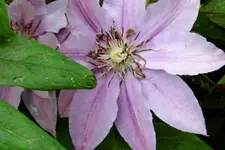 Clematis rosa.webp