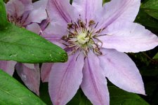 Clematis rosa.jpg