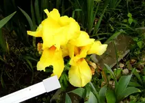 Schwertlilie gelb.webp