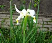 Schwertlilie weis.webp