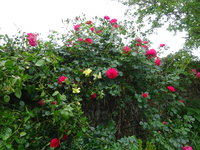 DSC03411.JPG