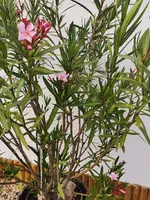 IMG_20240519_184550.webp