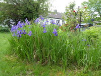P1040412blaue Iris.JPG