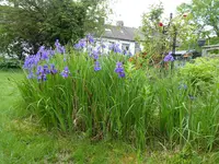 P1040412blaue Iris.webp