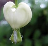 IMG_tra%CC%88nendes%20herz%20trpf.jpg