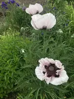 IMG_0835.jpeg