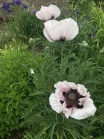 IMG_0835.jpeg