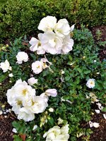 IMG_20201025_144932_1.jpg