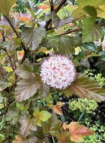 IMG_5351.jpeg