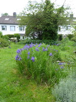 P1040411blaue Iris.JPG