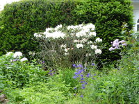 P1040413Rhododendrum.JPG