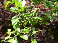 P1040378Krete.JPG