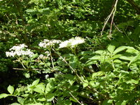 P1040379Holunderblüte.JPG