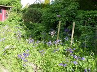P1040382lumentannte.JPG