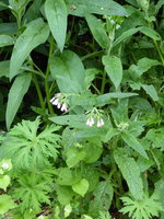 P1040384Beinwell.JPG