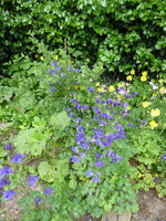 P1040387Seite Gemüsebeet.JPG